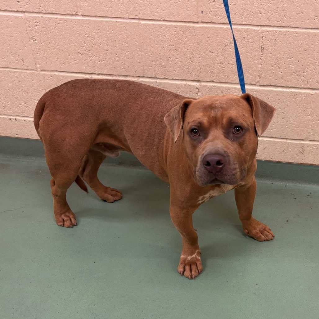Shelter Stray Male Dog last seen , 2350 Appling City Cove, Memphis, TN 38133, USA