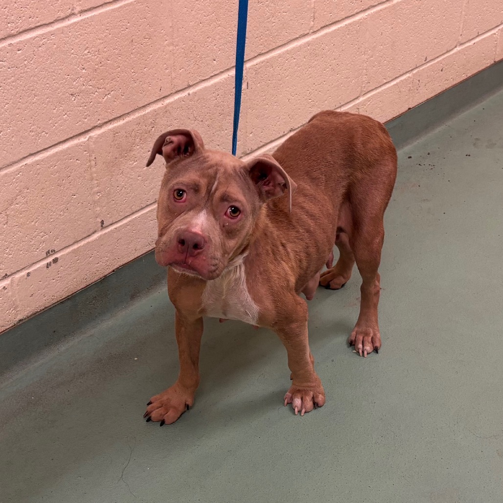 Shelter Stray Female Dog last seen , 2350 Appling City Cove, Memphis, TN 38133, USA