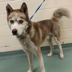Shelter Stray Male Dog last seen , 2350 Appling City Cove, Memphis, TN 38133, USA