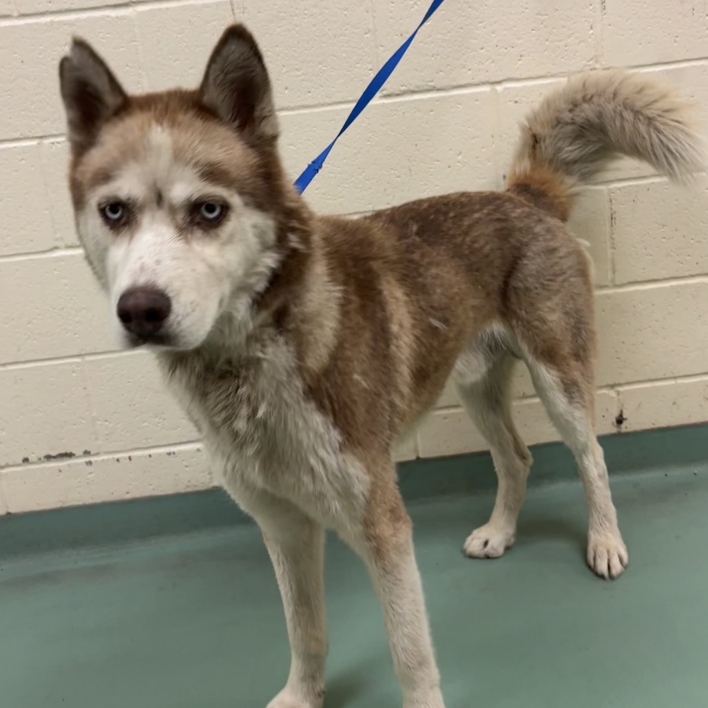 Shelter Stray Male Dog last seen , 2350 Appling City Cove, Memphis, TN 38133, USA