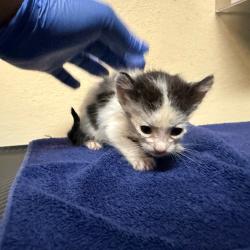 Shelter Stray Male Cat last seen , 361 S Raymond Ave, Pasadena, CA 91105, USA