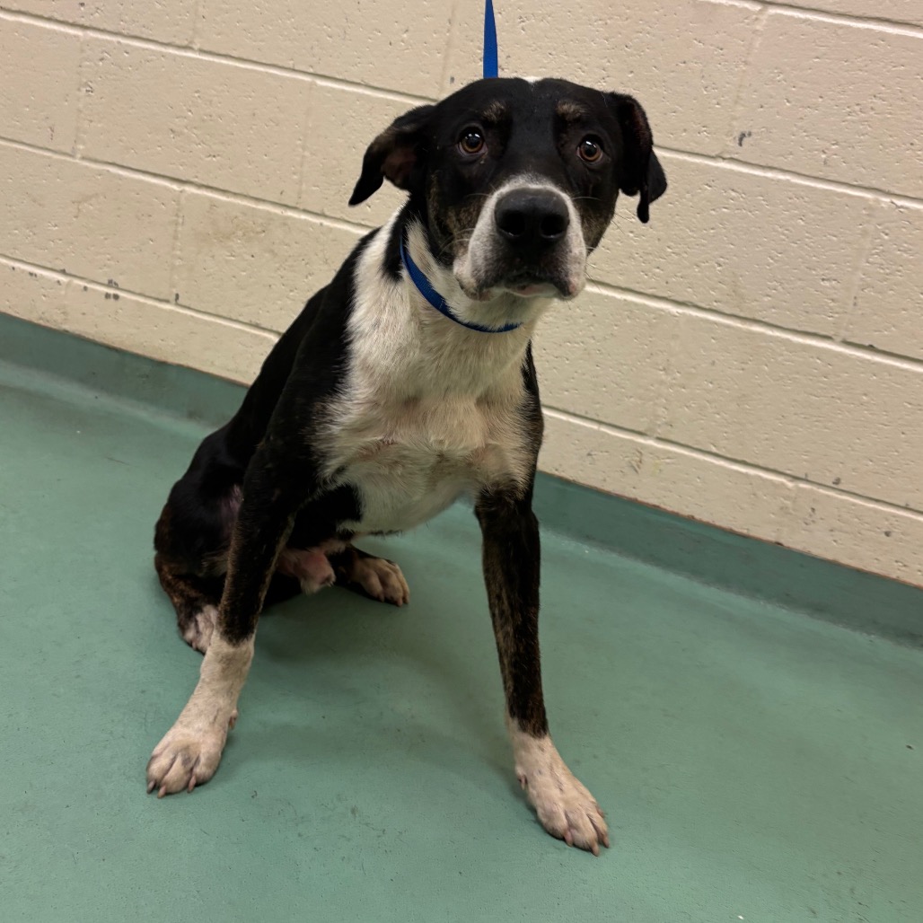 Shelter Stray Male Dog last seen , 2350 Appling City Cove, Memphis, TN 38133, USA
