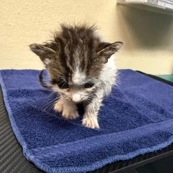 Shelter Stray Male Cat last seen , 361 S Raymond Ave, Pasadena, CA 91105, USA