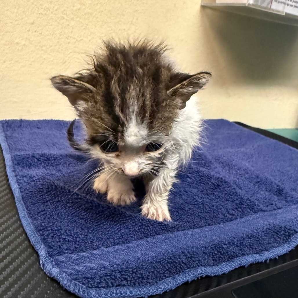Shelter Stray Male Cat last seen , 361 S Raymond Ave, Pasadena, CA 91105, USA