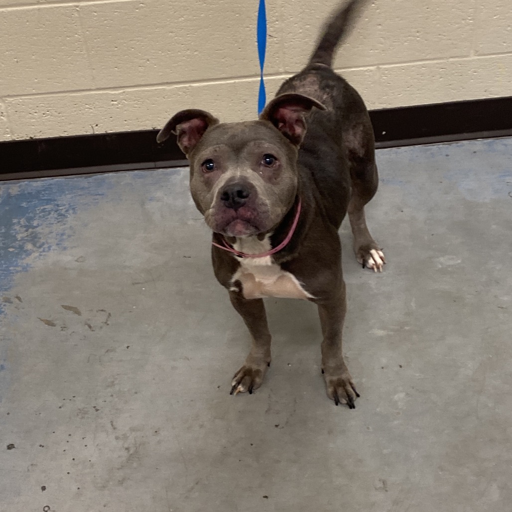 Shelter Stray Female Dog last seen , 2350 Appling City Cove, Memphis, TN 38133, USA