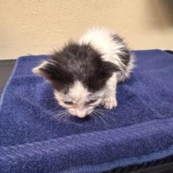 Shelter Stray Male Cat last seen , 361 S Raymond Ave, Pasadena, CA 91105, USA