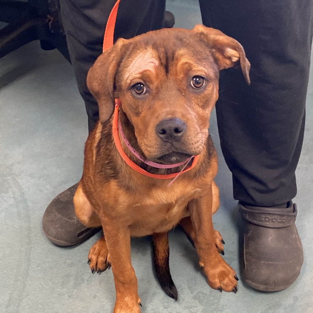 Shelter Stray Female Dog last seen , 2350 Appling City Cove, Memphis, TN 38133, USA
