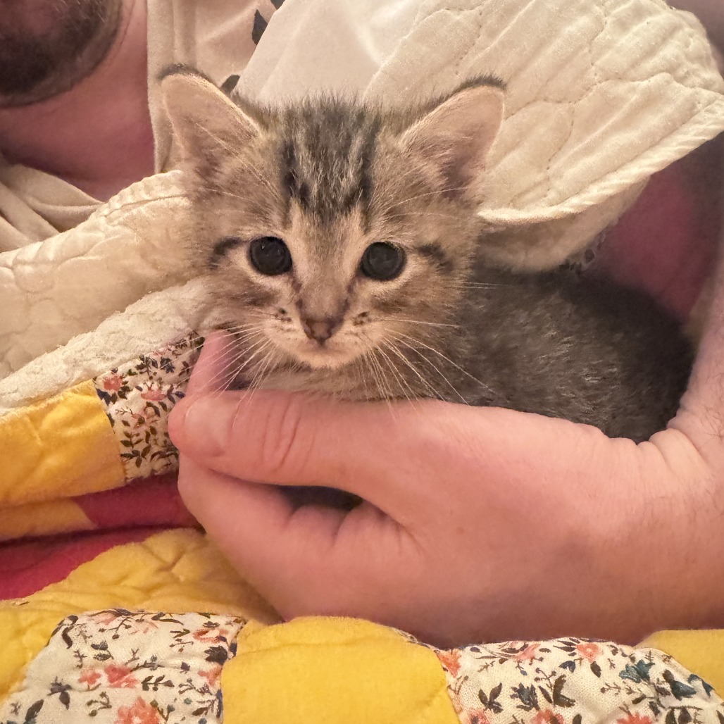 Shelter Stray Male Cat last seen , 2350 Appling City Cove, Memphis, TN 38133, USA