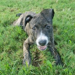 Shelter Stray Female Dog last seen , 2350 Appling City Cove, Memphis, TN 38133, USA