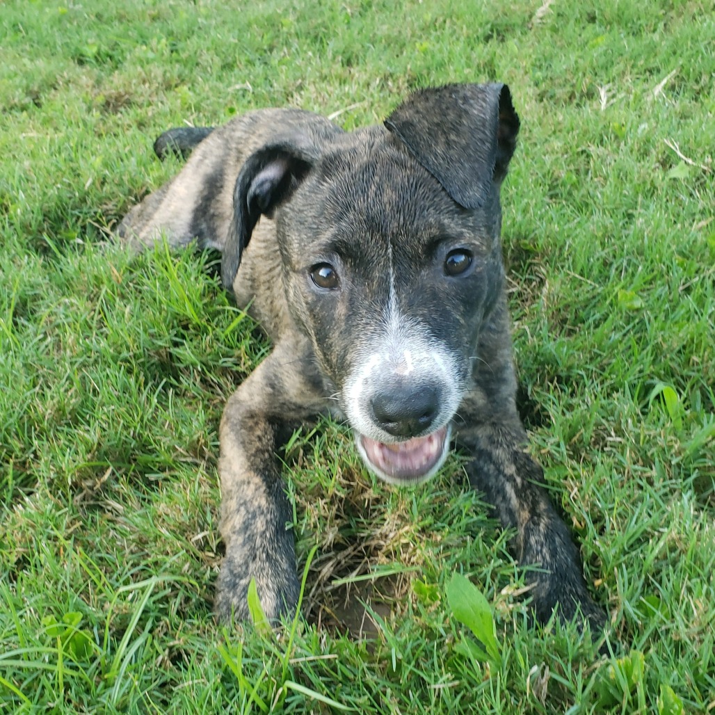 Shelter Stray Female Dog last seen , 2350 Appling City Cove, Memphis, TN 38133, USA