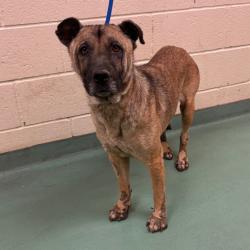 Shelter Stray Female Dog last seen , 2350 Appling City Cove, Memphis, TN 38133, USA
