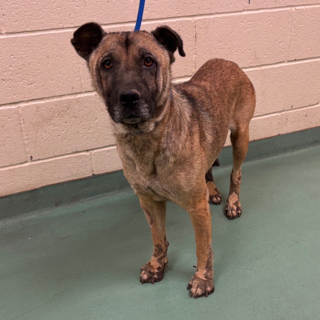 Shelter Stray Female Dog last seen , 2350 Appling City Cove, Memphis, TN 38133, USA