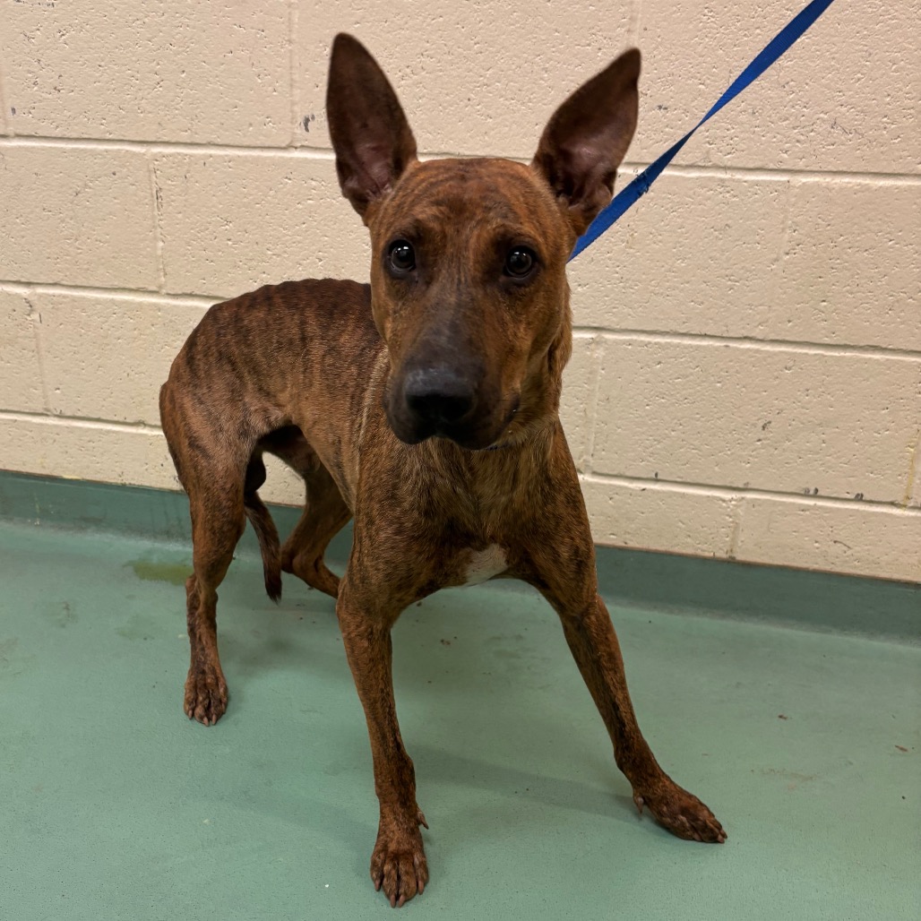 Shelter Stray Male Dog last seen , 2350 Appling City Cove, Memphis, TN 38133, USA