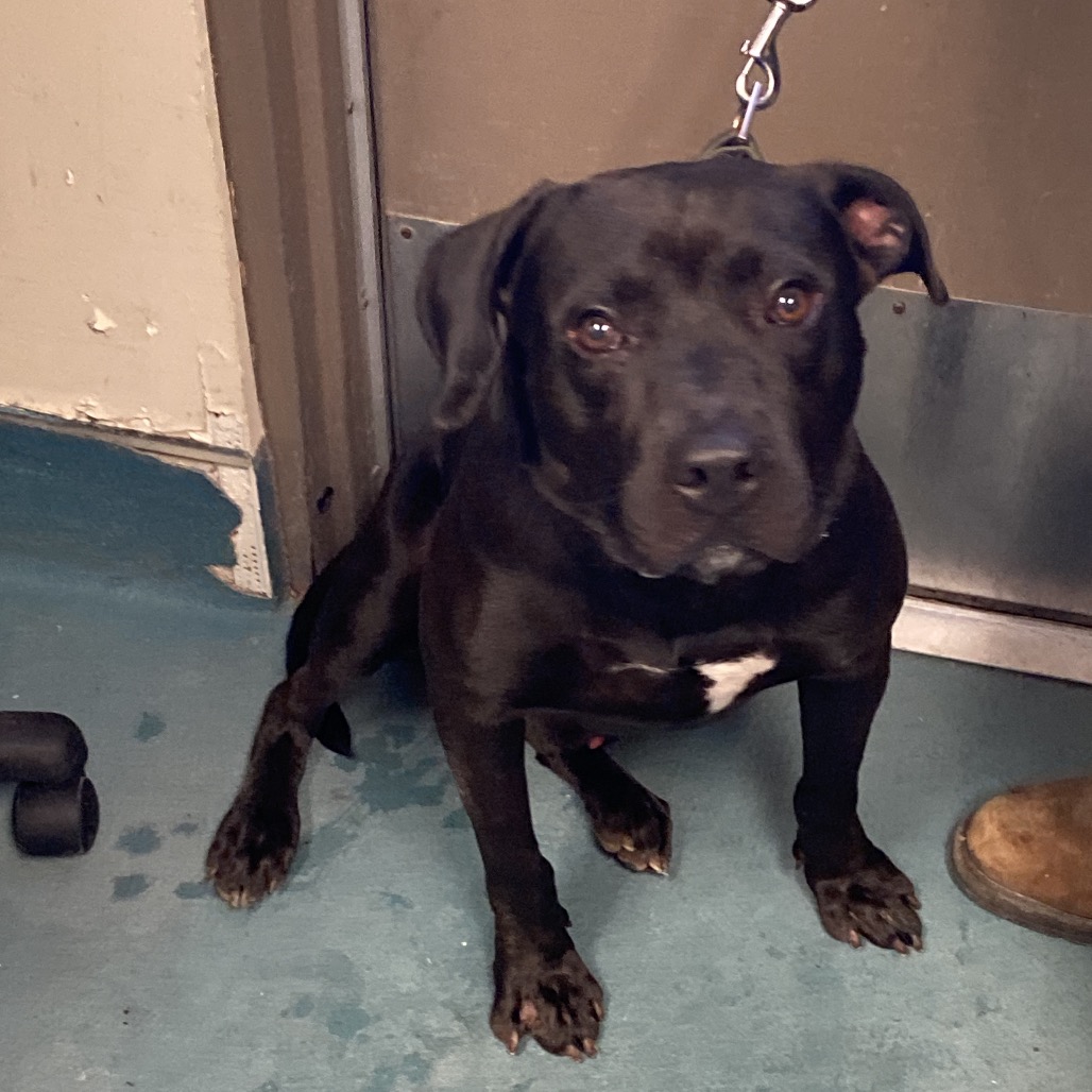 Shelter Stray Male Dog last seen , 2350 Appling City Cove, Memphis, TN 38133, USA