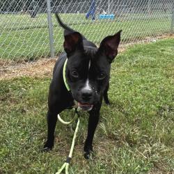 Shelter Stray Female Dog last seen , 328 Furman Hall Rd, Greenville, SC 29609, USA