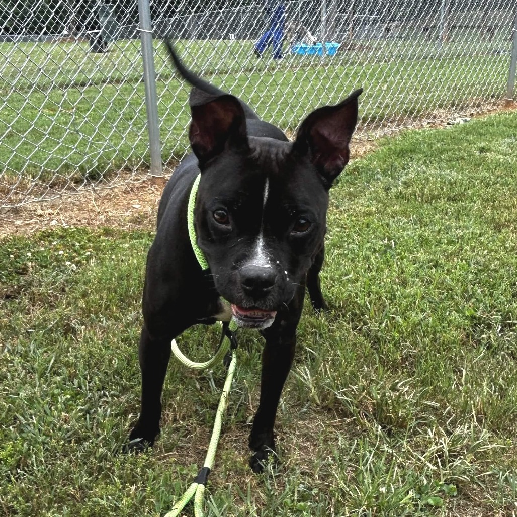 Shelter Stray Female Dog last seen , 328 Furman Hall Rd, Greenville, SC 29609, USA