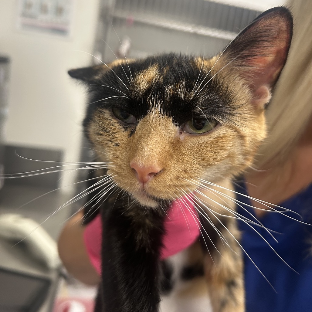 Shelter Stray Female Cat last seen , 328 Furman Hall Rd, Greenville, SC 29609, USA