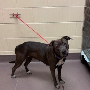 Shelter Stray Female Dog last seen , 3428 S Jenkins Ave, Norman, OK 73072, USA
