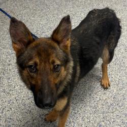 Shelter Stray Female Dog last seen , 328 Furman Hall Rd, Greenville, SC 29609, USA
