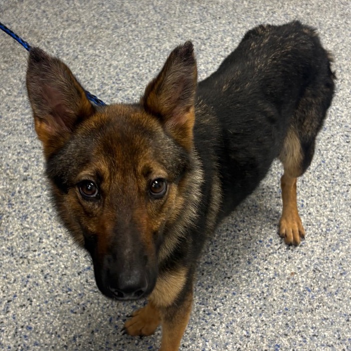 Shelter Stray Female Dog last seen , 328 Furman Hall Rd, Greenville, SC 29609, USA