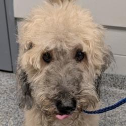 Shelter Stray Female Dog last seen , 328 Furman Hall Rd, Greenville, SC 29609, USA