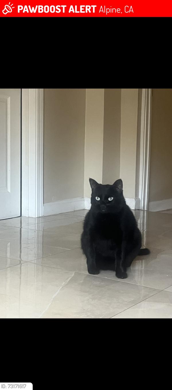 Lost Male Cat last seen on eltinge dr, Alpine, CA 91901