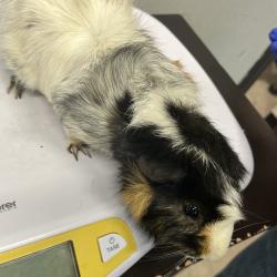 Shelter Stray Male Other last seen , 3607 N Armenia Ave, Tampa, FL 33607, USA