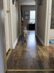 Found/Stray Male Dog last seen N mclin st and E main st, Rome, GA 30161