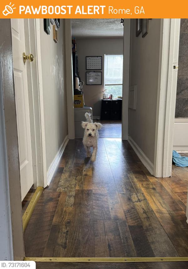 Found/Stray Male Dog last seen N mclin st and E main st, Rome, GA 30161