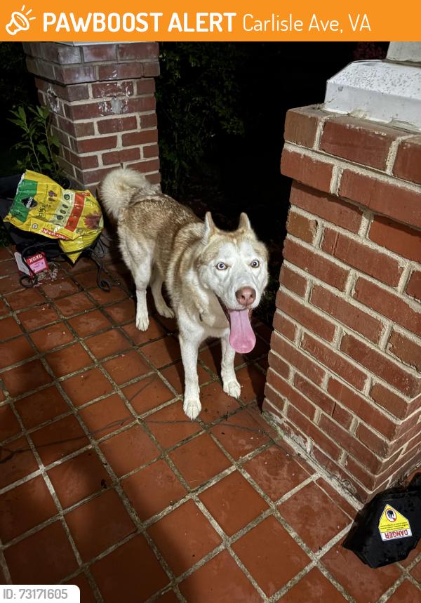 Found/Stray Male Dog last seen Carlisle and kemp, Carlisle Ave, VA 23231