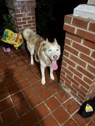 Found/Stray Male Dog last seen Carlisle and kemp, Carlisle Ave, VA 23231