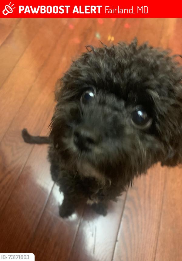 Lost Female Dog last seen Castle way, Fairland, MD 20904