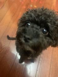 Lost Female Dog last seen Castle way, Fairland, MD 20904
