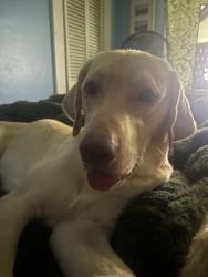 Reunited Male Dog last seen Near Christ School Road, Arden NC 28704, Asheville, NC 28704