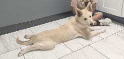 Lost Male Dog last seen Oklahoma, Oklahoma City, OK 73114