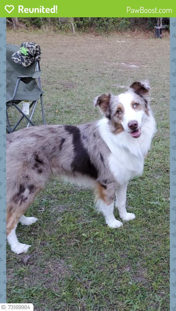 Reunited Male Dog last seen Davis and Regina blvd, Beverly Hills, FL 34465