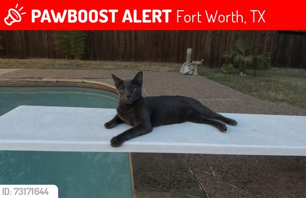 Lost Male Cat last seen Lynnhaven Rd, Fort Worth, TX 76103