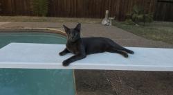 Lost Male Cat last seen Lynnhaven Rd, Fort Worth, TX 76103