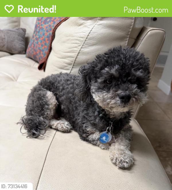 Reunited Female Dog last seen 6th Ave and Drexel, Tucson, AZ 85706