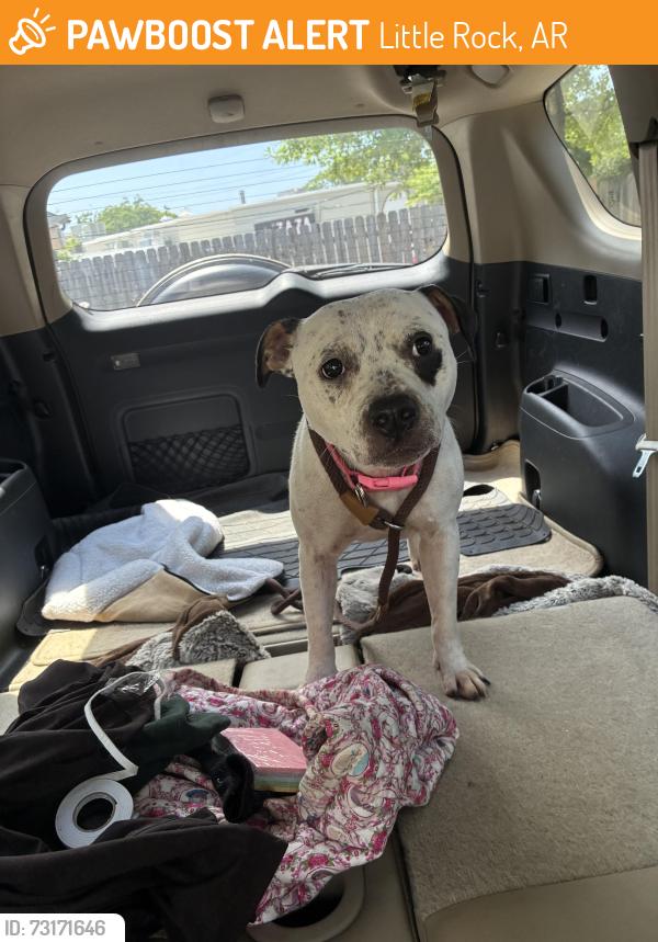 Found/Stray Female Dog last seen Prosper Riverdale apmts, Little Rock, AR 72202