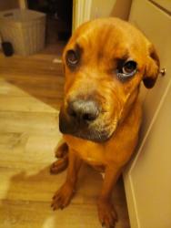 Reunited Male Dog last seen Wildwood and Inman street, Cleveland, TN 37311