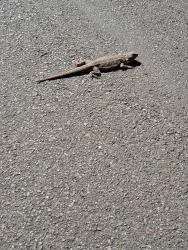Found/Stray Unknown Reptile last seen 6th NE and 7th, Edmonton, AB T5Y 6E4