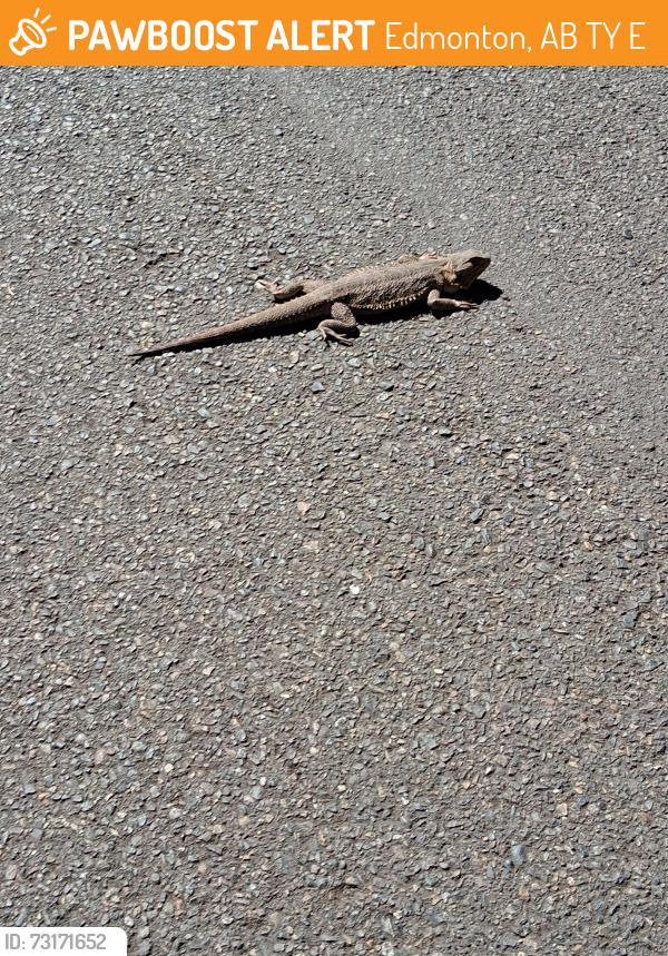 Found/Stray Unknown Reptile last seen 6th NE and 7th, Edmonton, AB T5Y 6E4