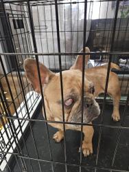 Found/Stray Female Dog last seen jones and sahara Las Vegas Nevada, Las Vegas, NV 89151