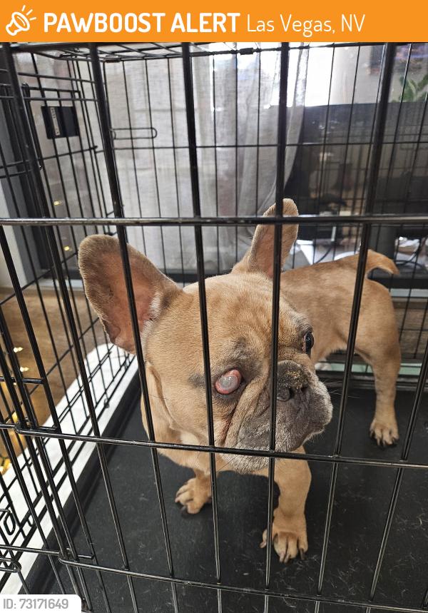 Found/Stray Female Dog last seen jones and sahara Las Vegas Nevada, Las Vegas, NV 89151