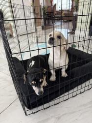 Found/Stray Unknown Dog last seen Near Via Blairo and Mandevilla Way, Corona, CA 92879