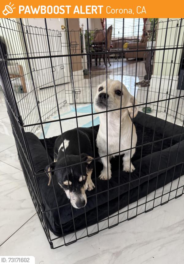 Found/Stray Unknown Dog last seen Near Via Blairo and Mandevilla Way, Corona, CA 92879