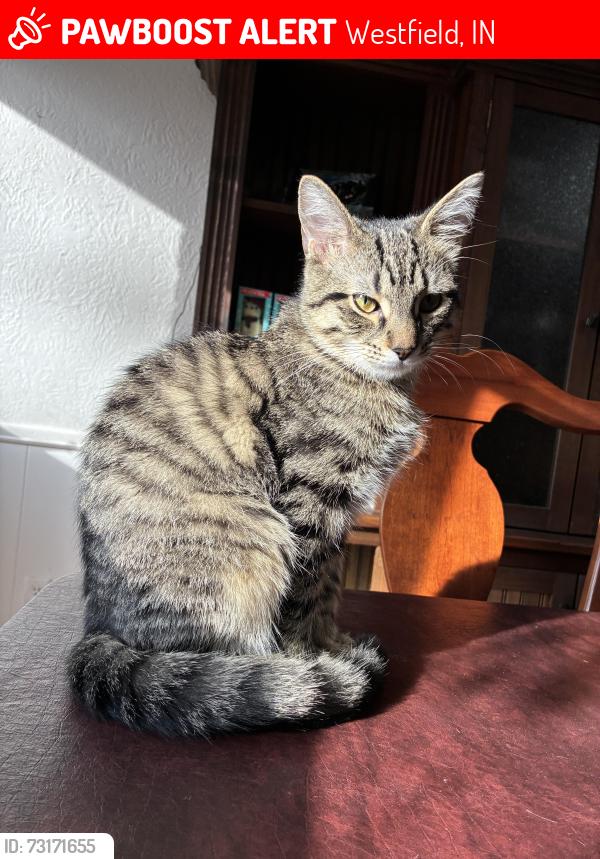 Lost Male Cat last seen By Highway 31, Westfield, IN 46074