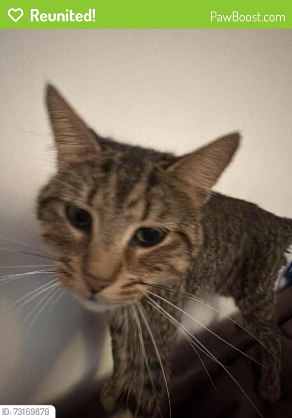 Reunited Male Cat last seen Richards street, Cardiff, Wales CF24 4DD
