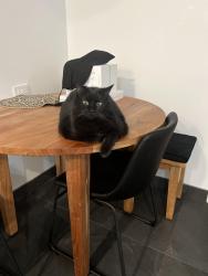 Lost Female Cat last seen Halifax Park, Burnaby, BC V5B 2R3